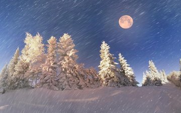 небо, свет, ночь, снег, природа, лес, зима, луна, ели, сумерки, сугробы, метель, в снегу, полнолуние, лунный свет, снегопад