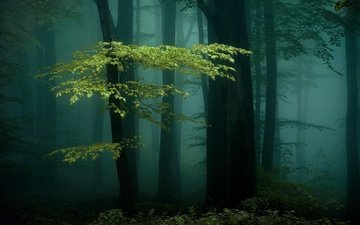 nacht, bäume, natur, wald, nebel