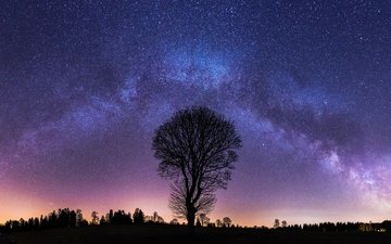 ночь, дерево, звезды, млечный путь