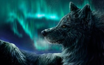 ночь, зима, северное сияние, волк