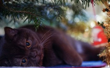 новый год, елка, хвоя, кот, кошка, взгляд, лежит, мордашка, британский, праздник, рождество, размытие