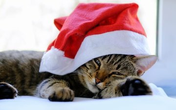 новый год, кот, кошка, взгляд, лежит, мордашка, окно, праздник, рождество, постель, боке