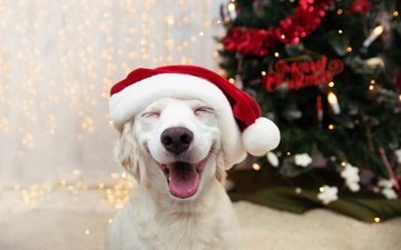 новый год, взгляд, собака, щенок, мордашка, рождество, новогодние украшения