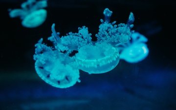 под водой, голубые, медузы