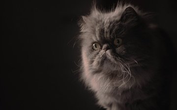 портрет, мордочка, взгляд, пушистая, персидская кошка
