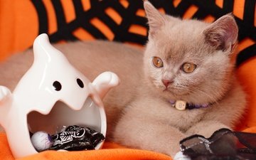 поза, кошка, взгляд, осень, конфеты, предметы, котенок, лежит, серый, мордашка, паутина, ошейник, праздник, хэллоуин, пасть, оранжевый фон