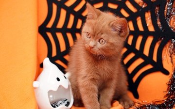 поза, кошка, взгляд, осень, предметы, котенок, сидит, мордашка, паутина, британский, рыжий, праздник, хэллоуин, оранжевый фон, мишура, фигурка