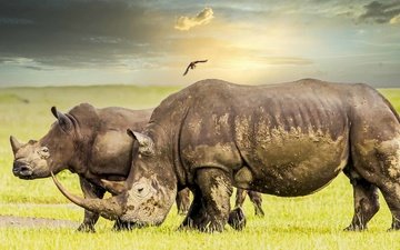 природа, африка, носороги