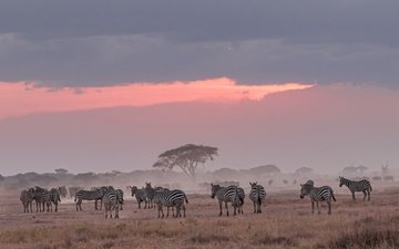 природа, африка, зебры