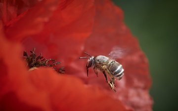 природа, цветок, пчела