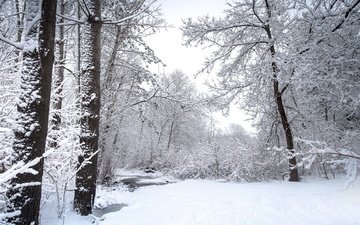 природа, лес, зима