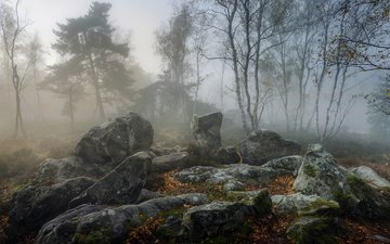 природа, туман