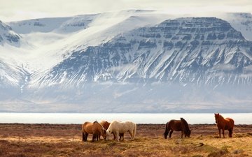 река, горы, снег, зима, туман, поле, лошади, кони, исландия