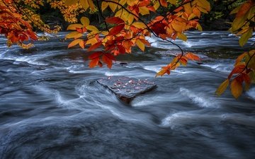река, листья, ветки, листва, водоем, поток, камень, речка, течение, осенние листья