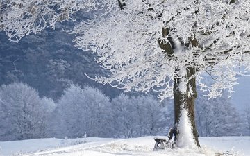 снег, дерево, зима, парк, иней, скамейка, лавочка