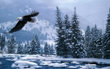 снег, лес, зима, полет, белоголовый орлан, daniel smith
