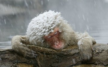 снег, обезьяна, примат, японский макак