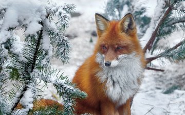 снег, природа, хвоя, зима, ветки, лиса, лисица, животное