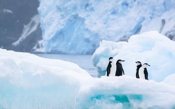снег, природа, зима, лёд, водоем, айсберг, птицы, льдины, пингвин, антарктида, льды, пингвины, ледник