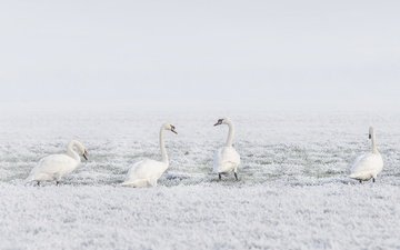 снег, природа, зима, птицы, лебеди, лебедь