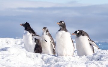 снег, природа, зима, птицы, пингвин, антарктида, пингвины, пингвинёнок