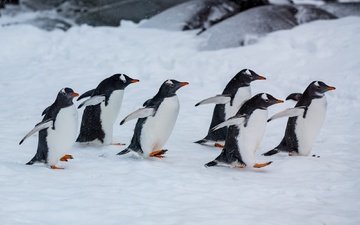 снег, природа, зима, птицы, прогулка, пингвин, антарктида, пингвины, крылышки