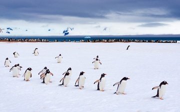 снег, птицы, пингвин, антарктида, пингвины, крылышки