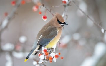 снег, зима, фон, ветки, птица, ягоды, боке, свиристель