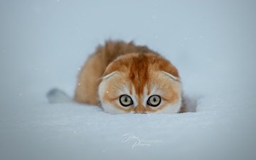 снег, зима, кошка