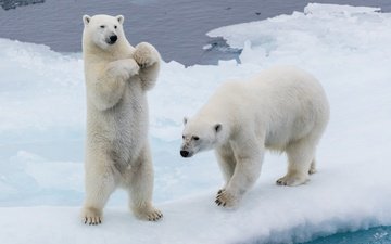 снег, зима, лёд, льдины, медведи, стойка, белые медведи, два медведя