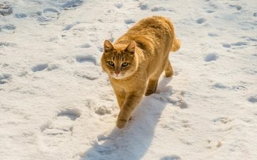 снег, зима, поза, кот, кошка, взгляд, следы, прогулка, рыжий, крадётся