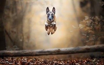 собака, прыжок, бег, малинуа, бельгийская овчарка, осенние листья, tanja brandt