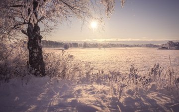 солнце, снег, дерево, берег, зима, утро, поле, иней