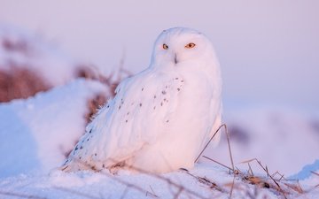 сова, снег, зима, птица, клюв, перья, полярная сова, белая сова