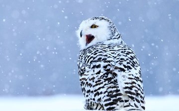сова, снег, зима, взгляд, птица, клюв, голубой фон, крик, снегопад, полярная сова, пёстрая