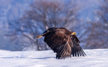 свет, деревья, снег, природа, зима, крылья, орел, птица, взлёт, перья, взмах, хищная