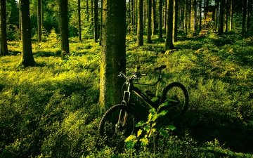 свет, деревья, зелень, лес, лето, сосны, велосипед