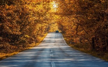 свет, дорога, деревья, природа, лес, листья, парк, машина, ветви, осень, путь, тени, автомобиль, шоссе