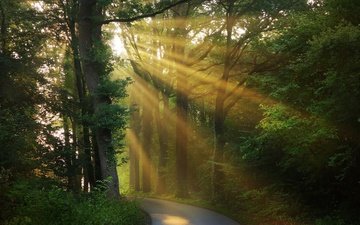 свет, дорога, деревья, солнце, зелень, лес, лучи, утро, туман, ветки, листва