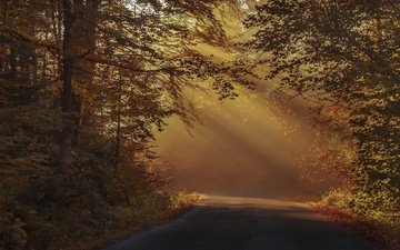 свет, дорога, лес, парк, туман, ветки, листва, осень, шоссе