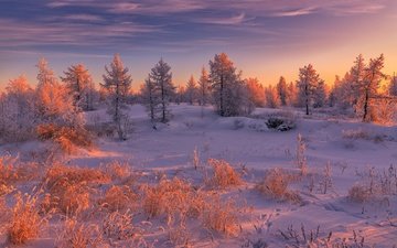 свет, облака, вечер, снег, природа, лес, закат, зима, пейзаж, красота, ели, освещение, в снегу, снежный, зимний, растительность