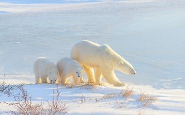 свет, снег, зима, медведь, прогулка, малыши, тени, медведи, белый медведь, медвежонок