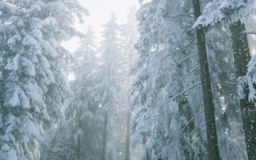 свет, снег, природа, лес, зима, туман, ветки, ели, дымка, в снегу, заснеженный