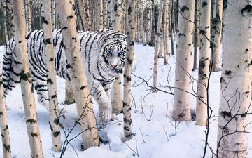 тигр, лес, зима, белый
