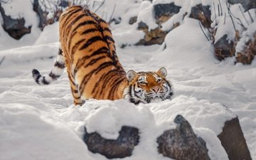 тигр, морда, снег, камни, зима, поза, взгляд, спина