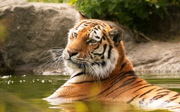 тигр, морда, водоем, купание