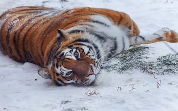 тигр, снег, природа, зима, поза, взгляд, хищник, животное