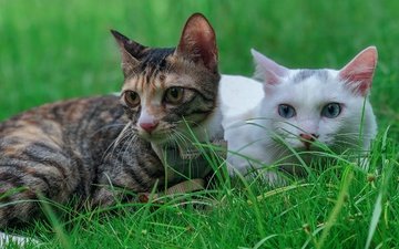 трава, кот, кошка, взгляд, коты, кошки, лежат