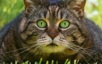 трава, кот, взгляд, мордашка, котэ, глазища