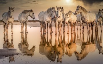 вода, природа, кони